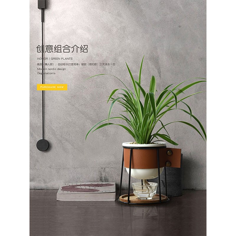 吊兰植物办公室桌面琴叶榕盆栽室内双线竹芋耐阴常青袖珍椰子绿植