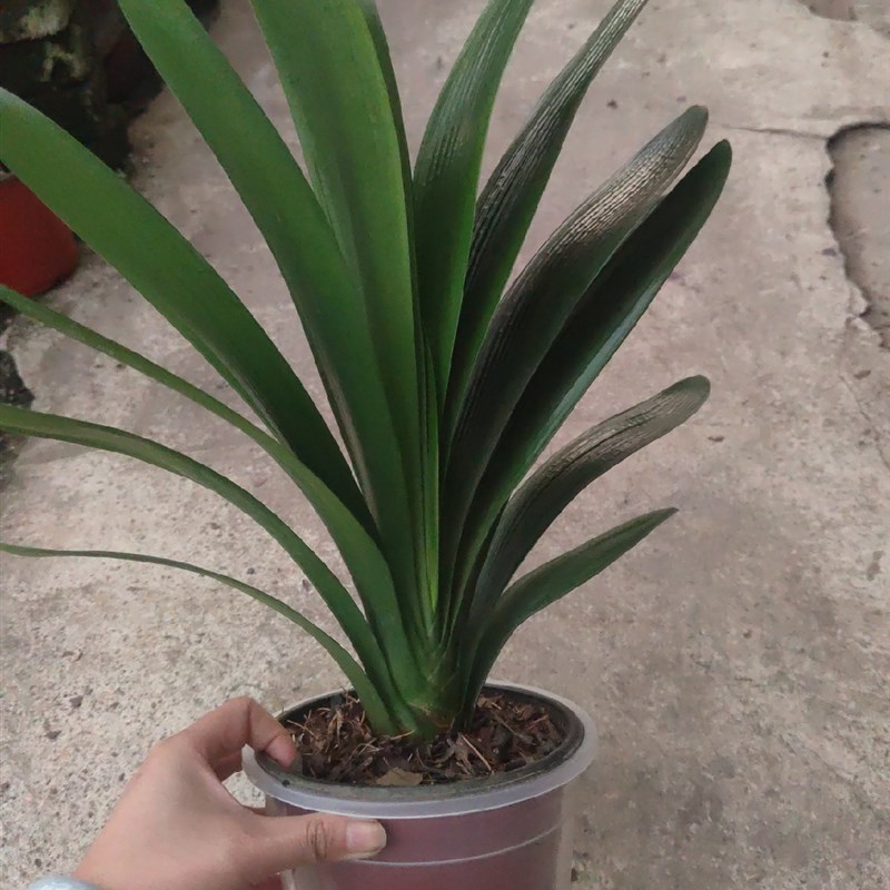 鞍山精品君子兰盆栽当年开花含盆四季易活送防烂盆