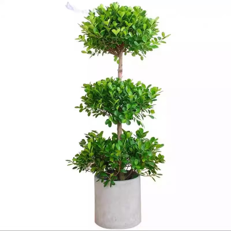 摇钱树盆栽室内客厅大型四季常青植物金钱榕办公室盆景绿植易成活