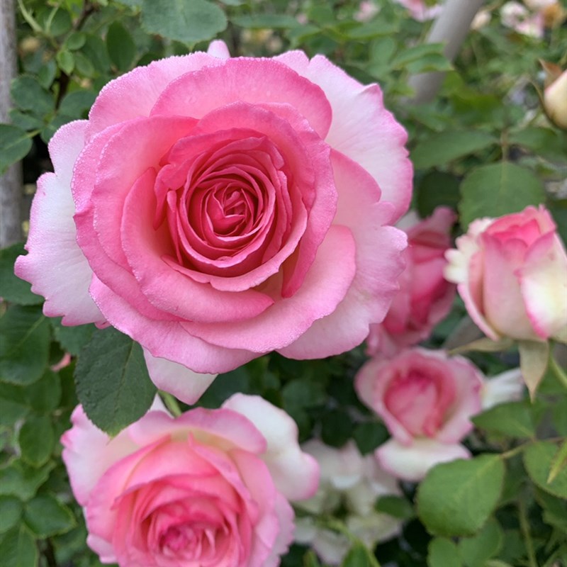 粉色龙沙宝石勤花藤本月季攀援阳台庭院花园植物花卉盆栽大花浓香