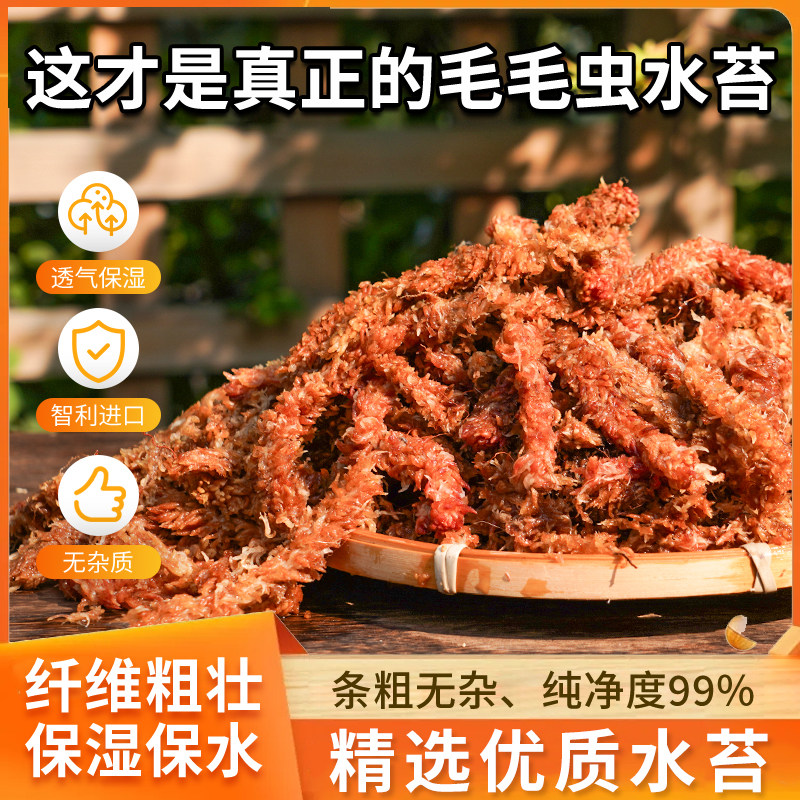 智利进口毛毛虫水苔七星干苔藓蝴蝶兰花专用土基质乌龟冬眠垫材