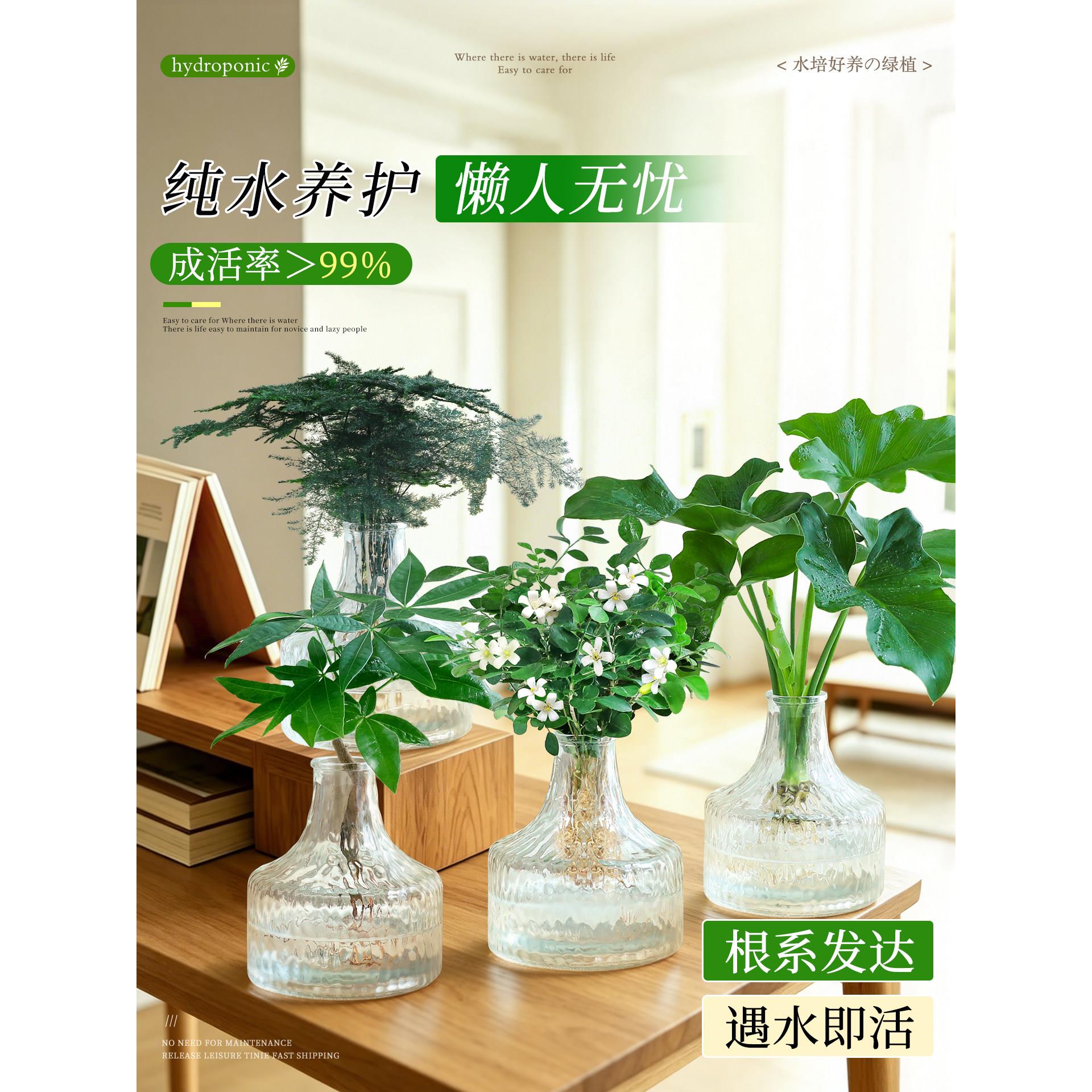 水培绿文竹小盆栽室0625-wyq内植客厅懒人好财养招旺运水养发树桌