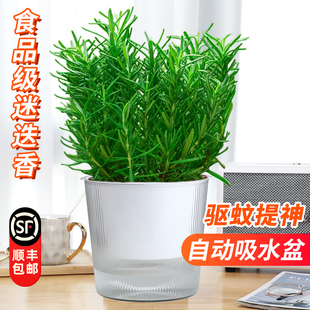 迷迭香盆栽可食用牛排用水培百里香薄荷叶紫苏新鲜罗勒苗香草植物