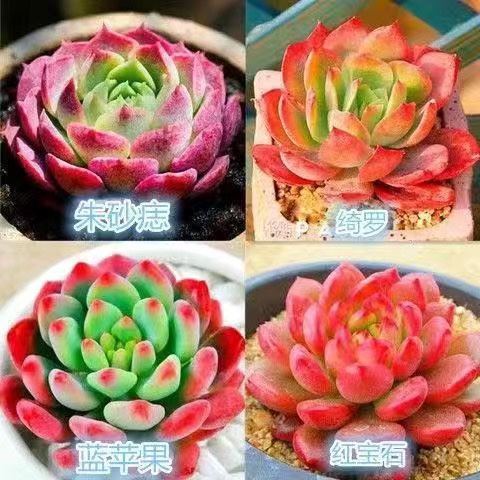 多肉套餐精品大颗好养老桩绿植花卉小苗肉肉花植物组合小盆栽清棚