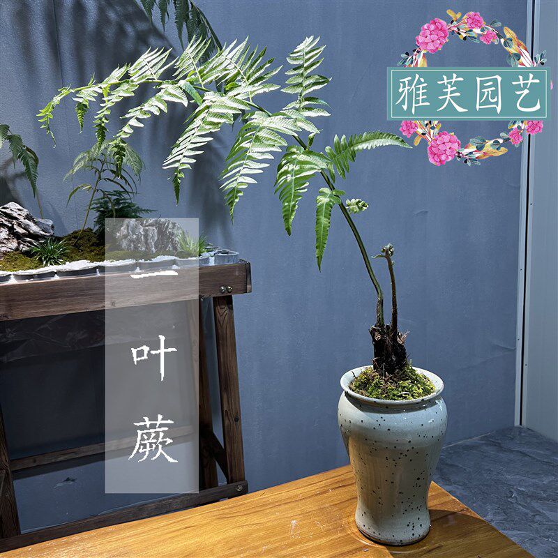 网红蕨一叶蕨室内耐阴软装植物花卉茶几书房软装盆景喜阴喜水