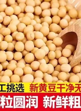 当季农家自产黄豆颗粒饱满黄豆打豆浆优质黄豆新鲜黄豆五谷杂粮