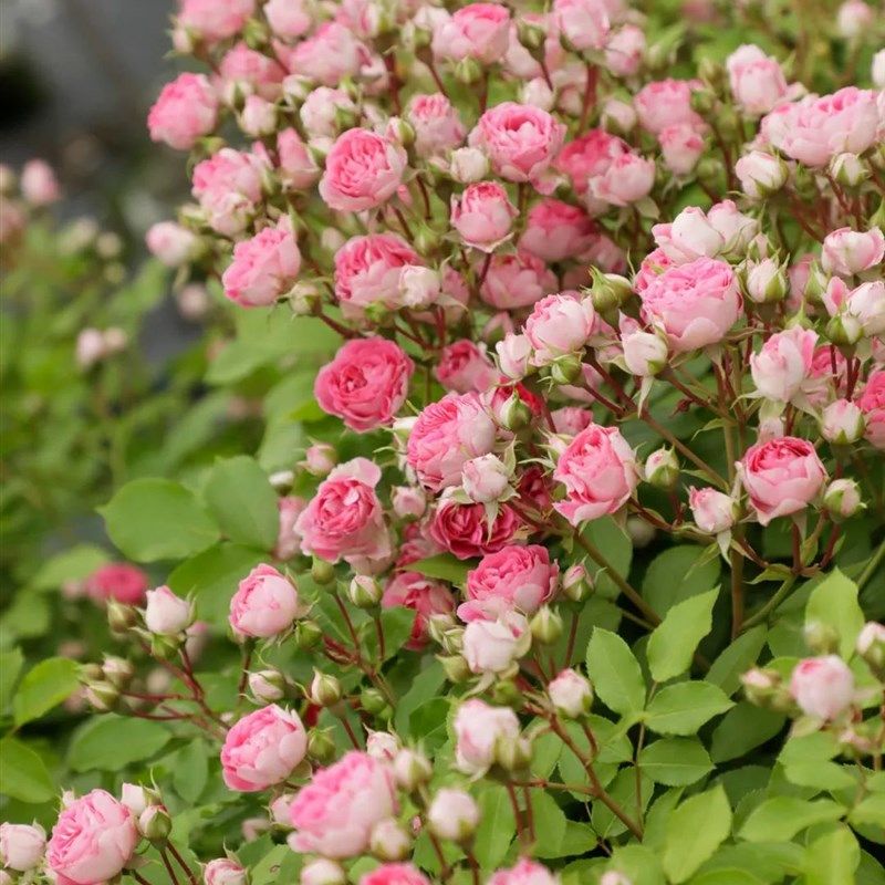 胭脂扣藤本月季多头群开花量大爬藤快阳台庭院盆栽玫瑰苗蔷薇爬墙,鲜花速递/花卉仿真/绿植园艺,时令草本花卉,淘宝优惠券,粉丝福利购,淘宝优惠卷