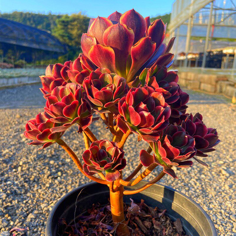 多肉植物超大盆欧佳丽多头带杆老桩 稀少贵货精品盆栽净化空气