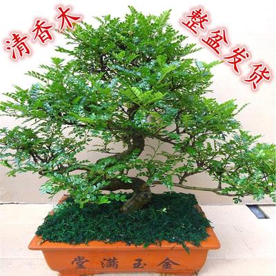 高档大型室内植物盆景 清香木盆栽绿植驱蚊虫四季常青盆景花卉
