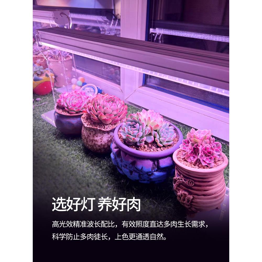 红太氧植物灯生长灯全光谱仿太阳室内家用花卉绿植上色多肉补光灯