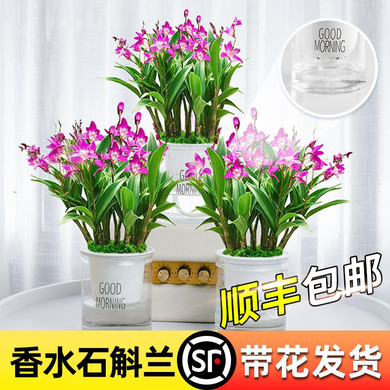 石斛兰盆栽带花苞四季蝴蝶兰室内客厅阳台桌面文心兰花苗水培植物