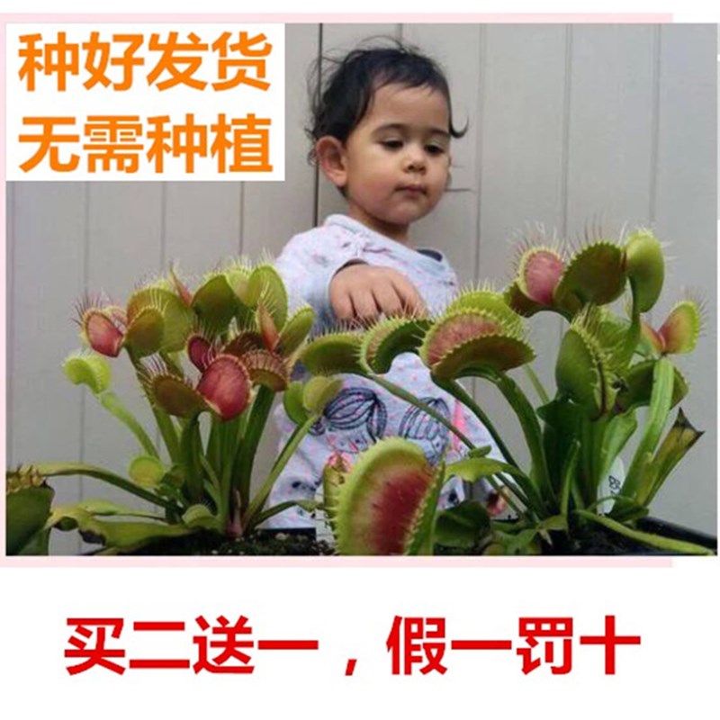 B52捕蝇草超大特大巨夹大嘴苗捕蚊草捕虫草扑蝇草盆栽多肉驱蚊趣