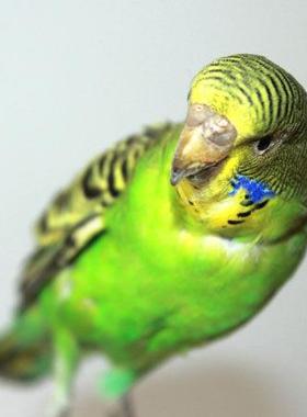 公真鹦标鹉本 居摆设 家办室工艺品YWP装饰摆件