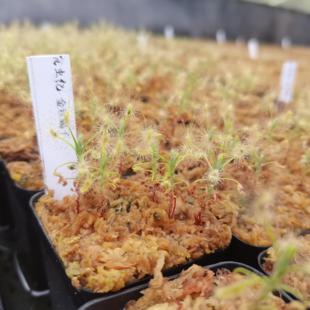 金丝蝎子迷你茅膏菜 猪笼草 大型微景观造景 食肉植物