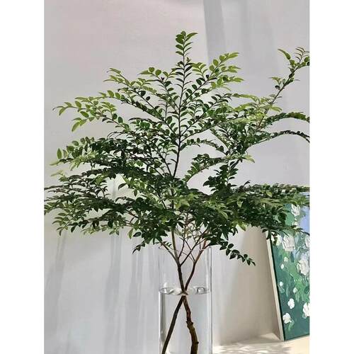 男树水马培绿gre53683植装物鲜切枝醉木平替美客厅卧室饰易养活