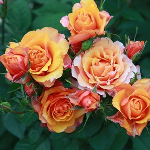 艾帕索微型欧洲月季 永远 丰花灌木玫瑰庭院盆栽地栽大花浓香抗病