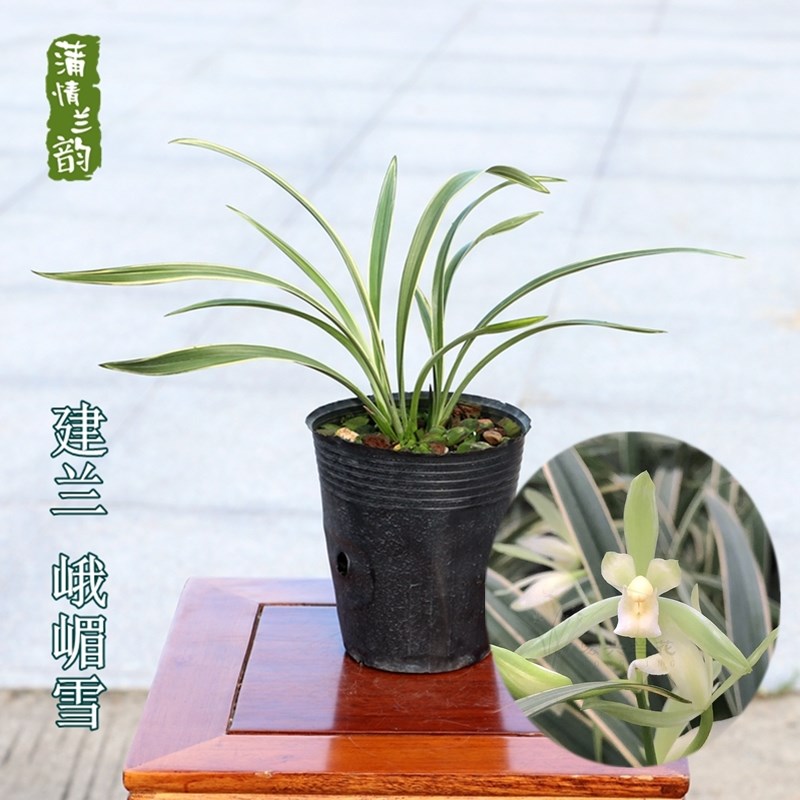 兰花苗建兰 峨嵋雪 四季兰花艺双全素心花 盆栽绿植室内花卉