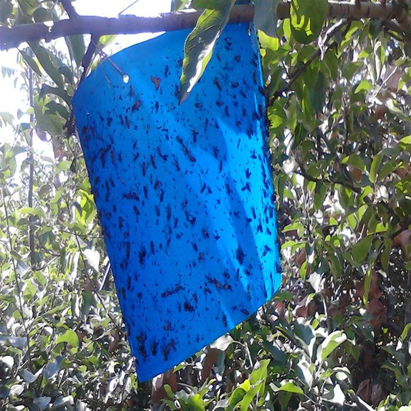 蓟马信息素诱芯 昆虫性诱剂诱捕剂 绿色环保物理菜园防治杀虫板