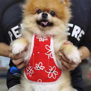 夏季 大红花宠物肚兜狗狗防着凉猫咪护肚子博美比熊空调房衣服 新品