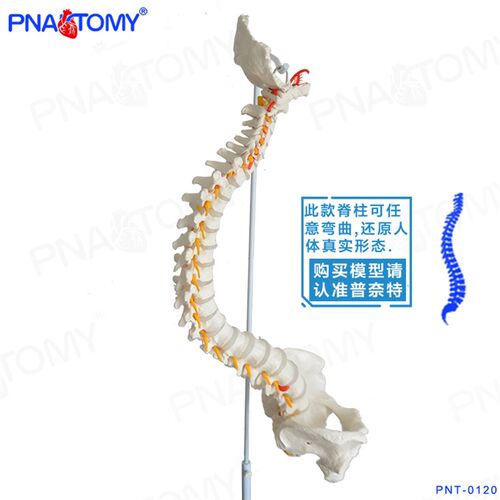Pnatomy 新k款人体脊柱模型人体1:1脊椎模型人体骨骼模型可弯曲