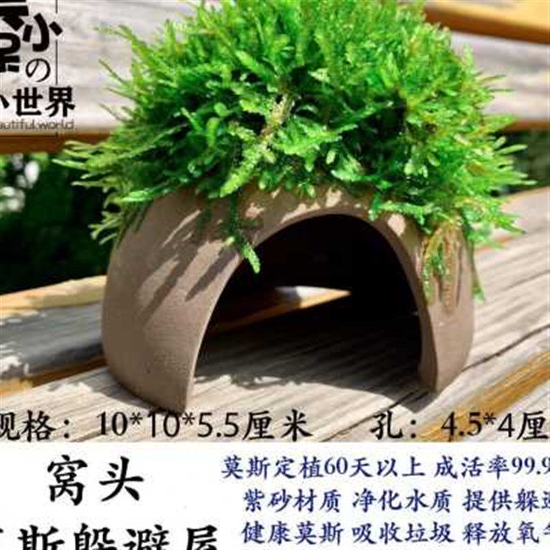 新款小鱼躲避屋繁殖罐虾屋虾窝鱼缸净化水质的水草微景观造景布景