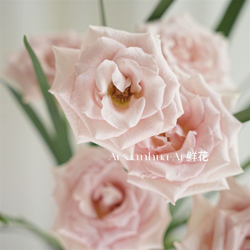 高饱和度渐变色流沙玫瑰花鲜花七夕送花插花水养云南直发好养好开