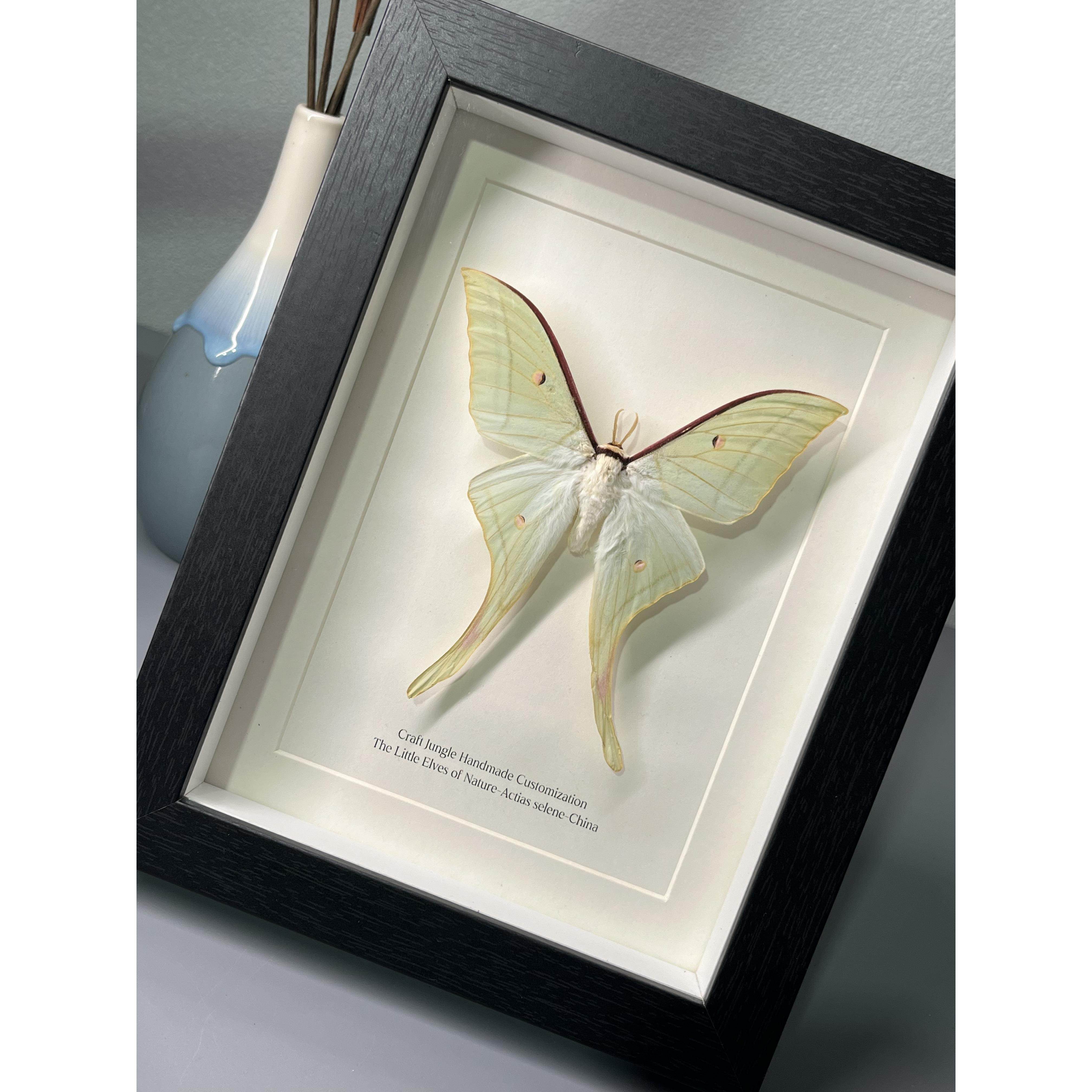 绿尾天蚕蛾飞蛾蝴蝶昆虫标本裱框成品背景玄关摆件毕业礼物送女友