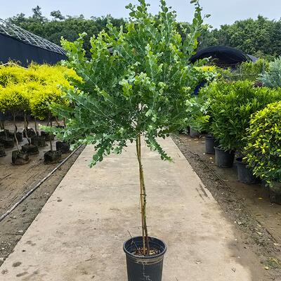 棒棒糖银叶金合欢老桩盆栽大型庭院阳台地栽好养绿植四季常青花卉