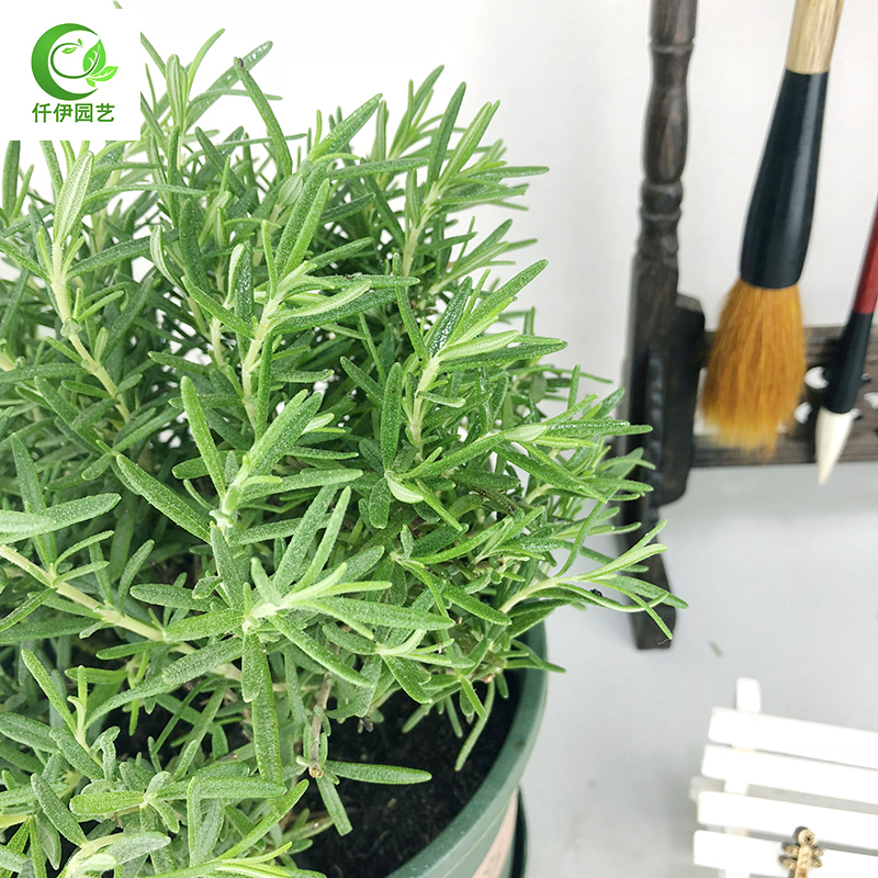 可食用迷迭香盆栽新鲜香草植物百里香牛排调料薄荷叶阳台清香绿植