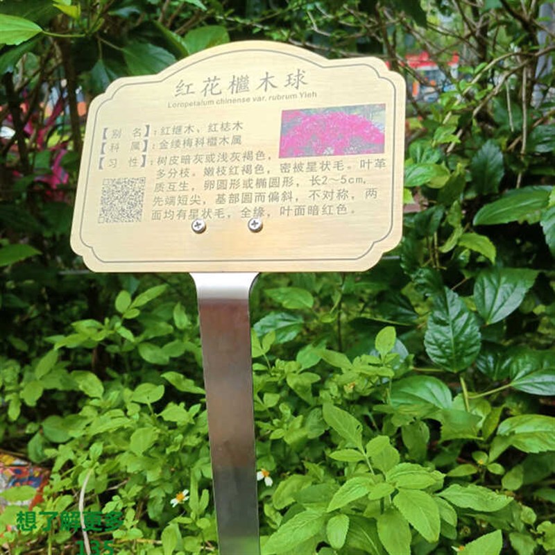 不锈钢插地式标识树牌园林学校花草植物绿化提示牌立牌树木科普牌