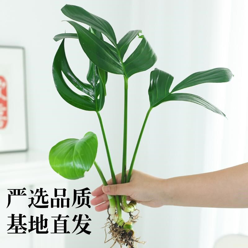 麒麟尾水培植物盆栽龟背竹室内桌面四季好养净化空气耐阴水养植物