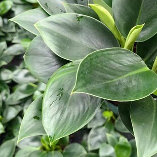 绿公主盆栽客厅绿色植物室内四季好养活金钻办公桌面鲜活小型绿植