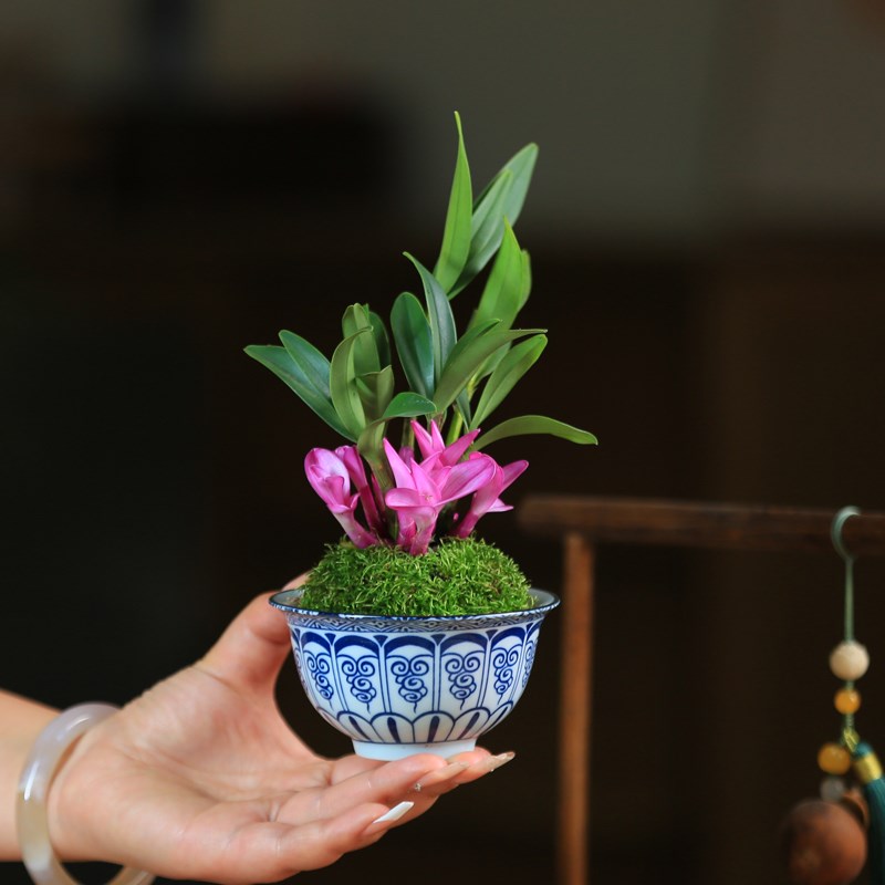 中式桌面盆栽石斛茶室茶台绿植发财树栀子花办公室植物迷你小盆景