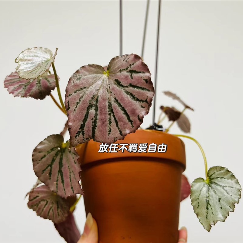 蟆叶秋海棠盆栽室内绿植彩叶芋观叶海芋热植垂丝海棠观叶植物花卉