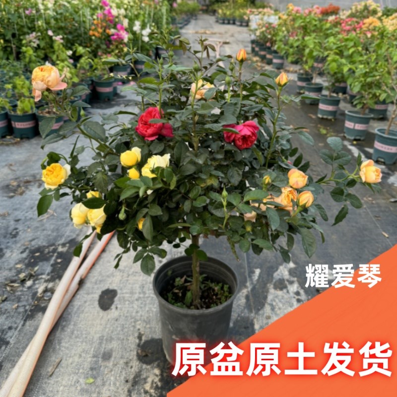 果汁阳台月季花苗灌木大花盆栽红果汁阳台室内多头玫瑰花苗棒棒糖