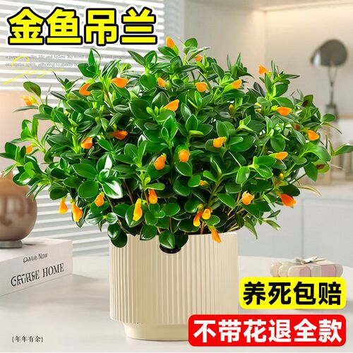 金鱼吊兰盆栽带花苞室内花卉绿植办公室桌面旺宅植物盆景四季好养