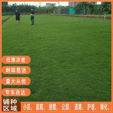 广东绿化草皮真草坪带土马尼拉百慕大四季青大叶油台湾草免剪易活