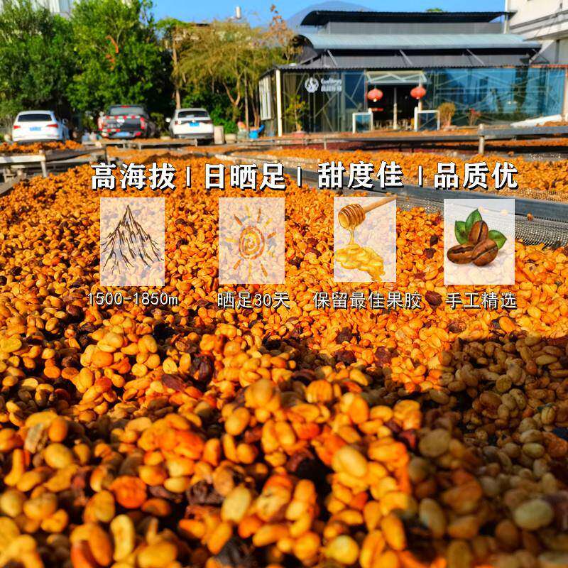 高晟庄园 厌氧蜜处理 咖啡生豆云南生豆卡蒂姆阿拉比卡咖啡豆
