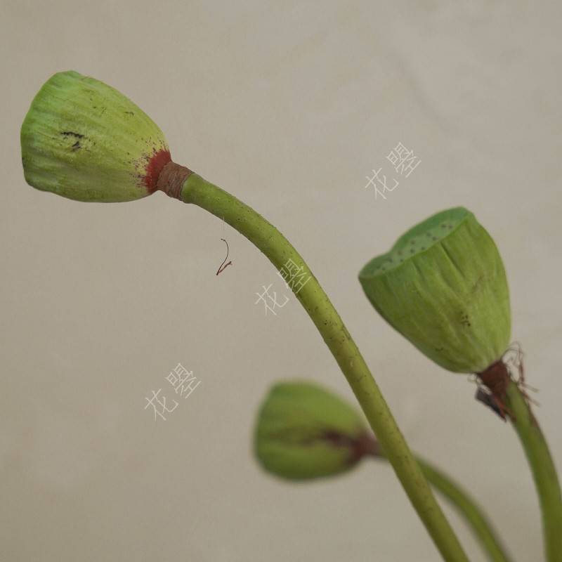 花曌 新鲜莲蓬 真莲蓬 每日新鲜采摘莲蓬鲜花水养真花家居瓶插花