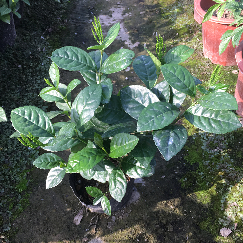 包邮阳台室内盆栽珠兰花苗 金粟兰 鸡爪兰 四季常绿 清香珠兰绿植