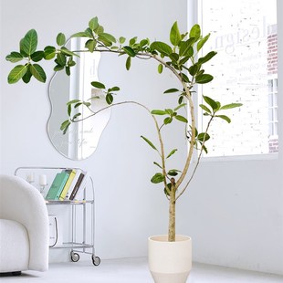 造型高山榕大型盆栽造型孟加拉榕室内绿植净化空气客厅办公室植物