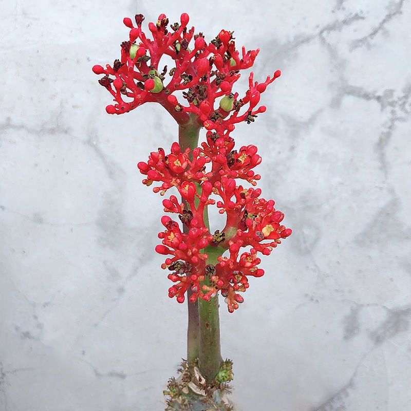 四季佛肚海棠开花不断块根植物水培多肉植物观花佛肚树净化空气,鲜花速递/花卉仿真/绿植园艺,多肉植物,淘宝优惠券,粉丝福利购,淘宝优惠卷