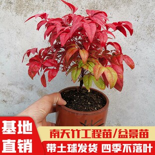 火焰南天竹树苗丛生红天竹苗老桩带土球室内阳台庭院耐寒绿化苗木