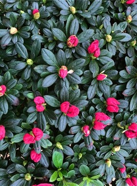 杜鹃花带花苞大盆栽植物四季开花不断花卉室内带观花植物耐寒好养