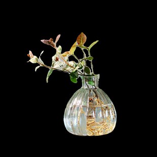 水培花叶络石铜钱草绿萝懒人植物办公室卫生间室内茶桌面耐阴绿植