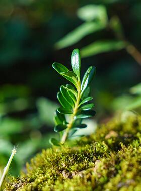 野采NDO黄潮凤米叶黄杨凤米杨迷你盆景盆栽州树苗微型盆景小叶凰
