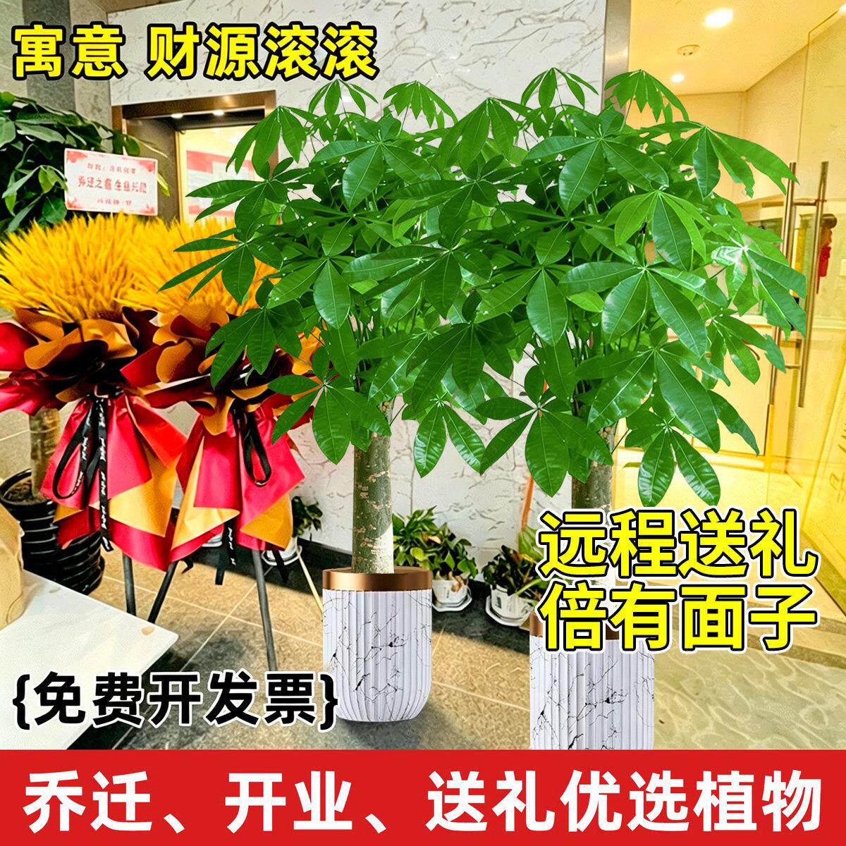 宅配到府 发树客大发财树大厅盆栽室内宅大型绿植落财地旺树乔迁