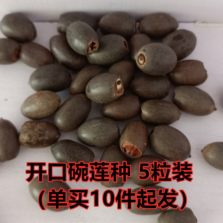 开口莲子荷花种子睡莲种子四季水培植物 睡莲荷花非碗莲种子