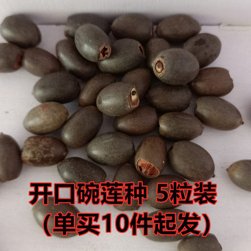 批发开口莲子荷花种子睡莲种子四