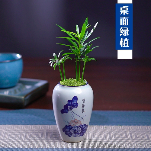 微型迷你罗汉松指尖盆栽桌面迷你拇指好养植物掌中宝盆景观叶绿植